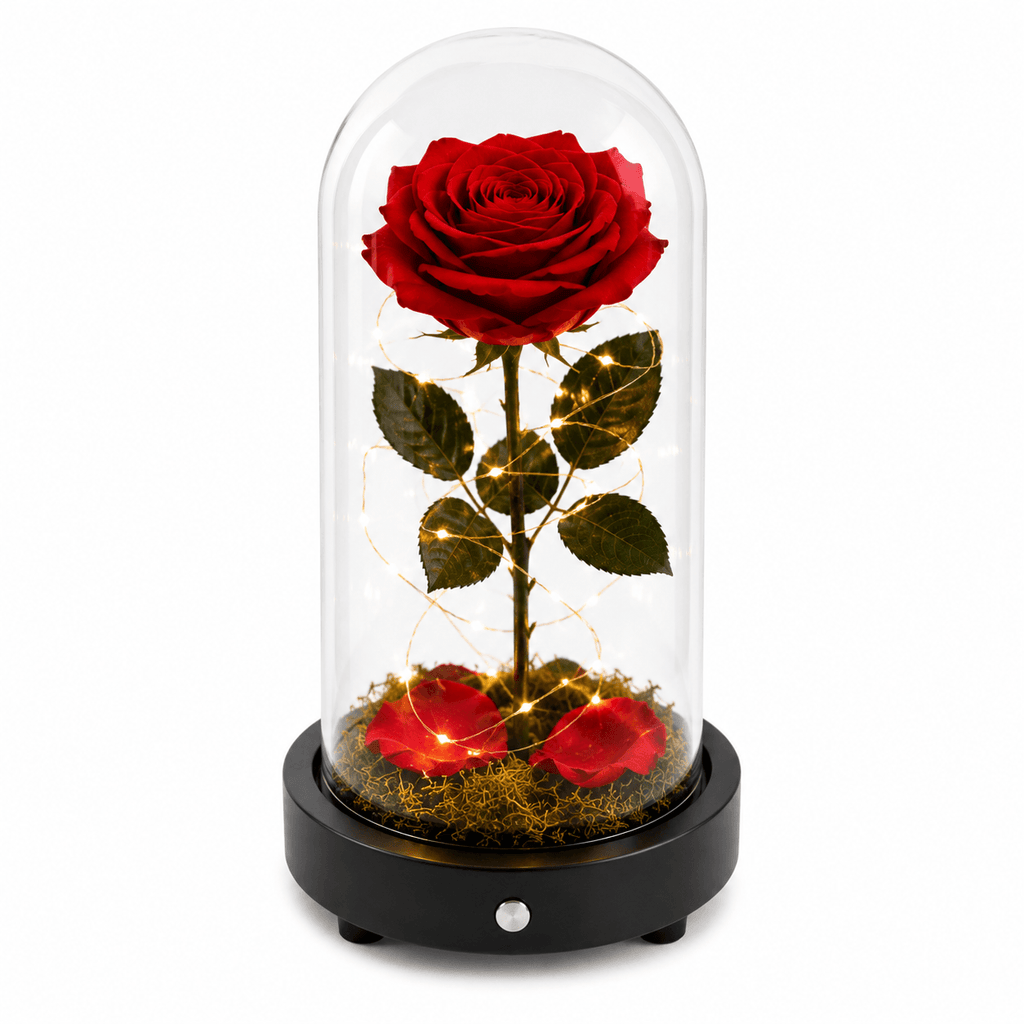 Red rose inside a glass dome with a black base on a white background